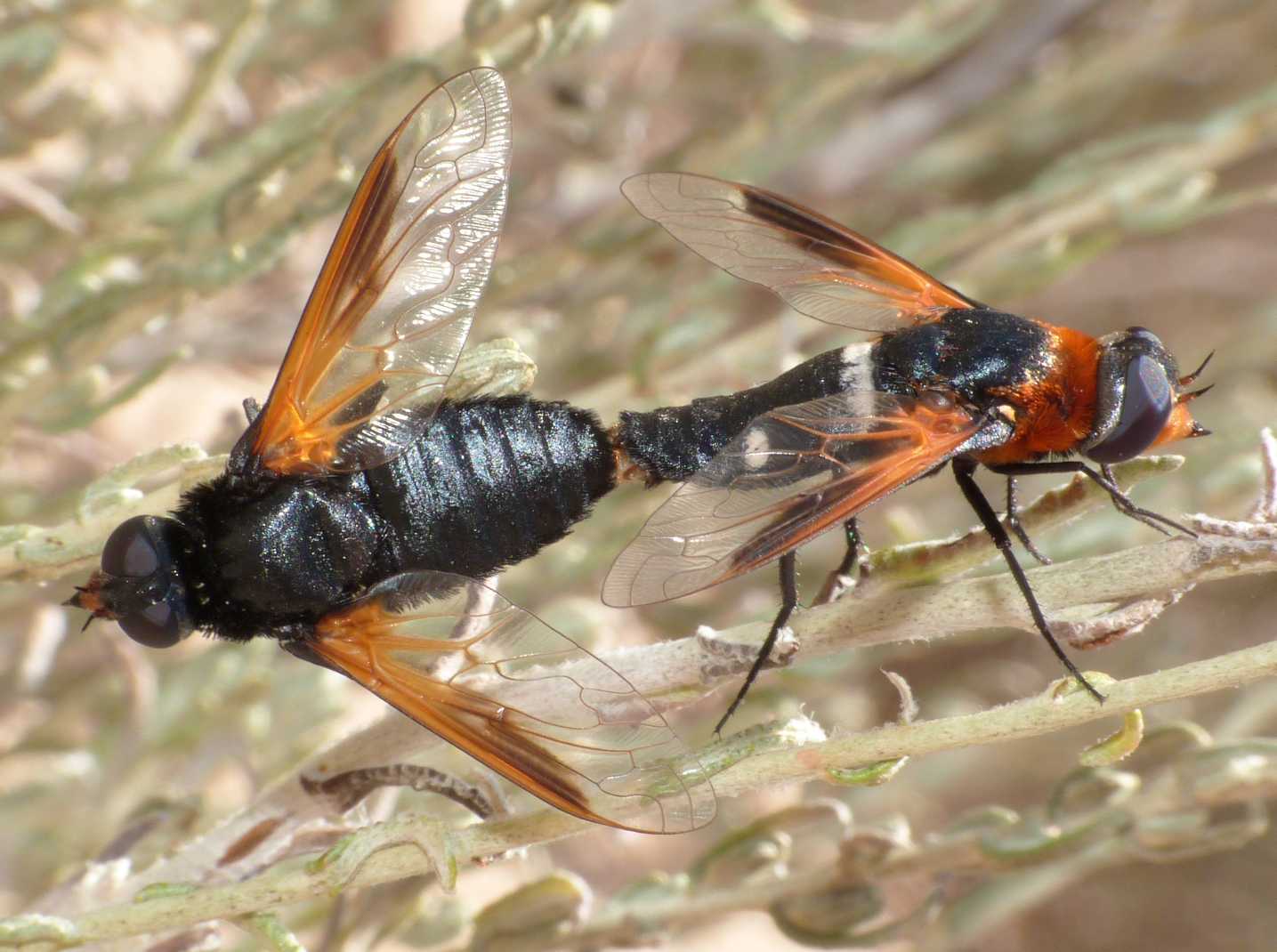 Bombilide nero: Exoprosopa rutilla